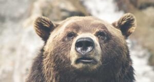 Kendall Jenner Exposes Some Cheeks In Tommy Hilfiger Show